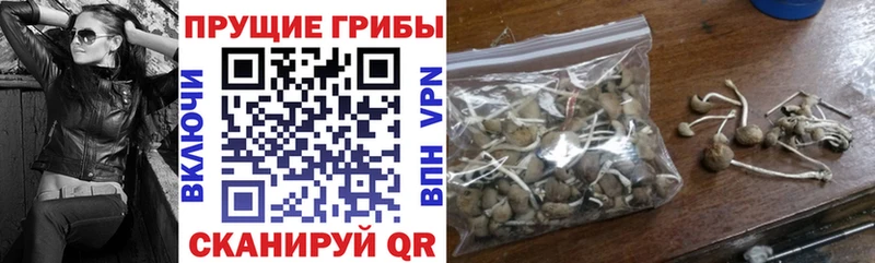 купить  цена  Приморск  Псилоцибиновые грибы мицелий 